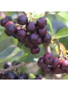 Prana Acai Por 60 g 