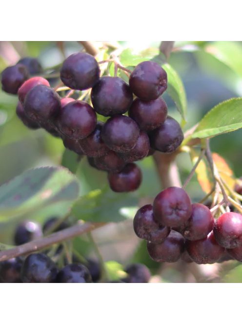 Prana Acai Por 60 g 