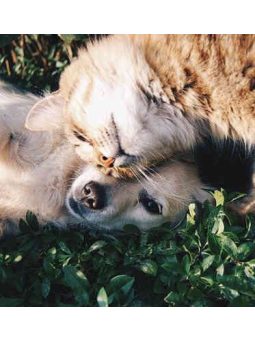 Kedvenceink, állateledel, étrendkiegészítők